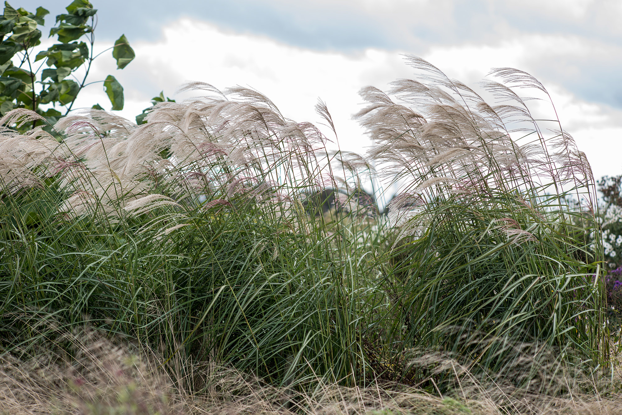 Miscanthus sinensis 'Hermann Müssel' wird an dieser Stelle nur selten zurückgeschnitten. Solange die Halme vom Vorjahr aufrecht stehen, besteht kein Grund für einen Rückschnitt. Neben der Zeitersparnis verlangsamt sich so die typische Vergreisung der Horste, die ein regelmäßiges und aufwendiges Teilen notwendig macht, will man die Attratkivität erhalten.