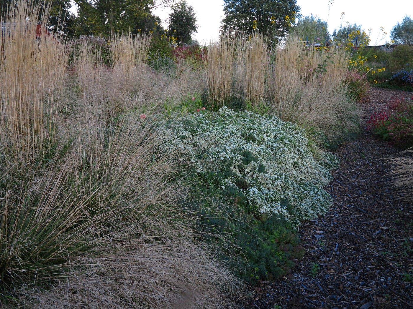 Symphyotrichum ericoides var. prostratum 'Snow Flurry' mit Euphorbia cyparissias 'Fens Ruby' und Calamagrostis acutiflora 'Karl Foerster'.