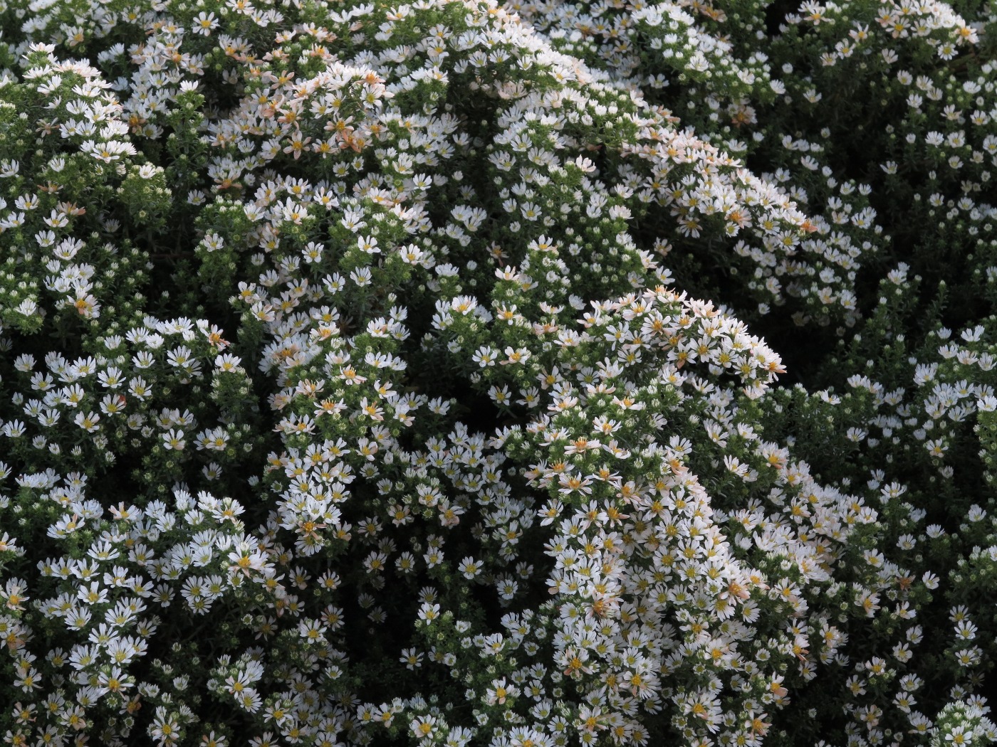 Blüten-Teppich von Symphyotrichum ericoides var. prostratum 'Snow Flurry'
