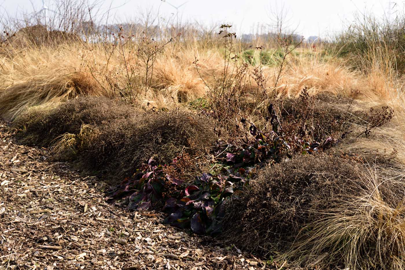 Symphyotrichum ericoides var. prostratum 'Snow Flurry' mit Euphorbia cyparissias 'Fens Ruby' und Calamagrostis acutiflora 'Karl Foerster'.