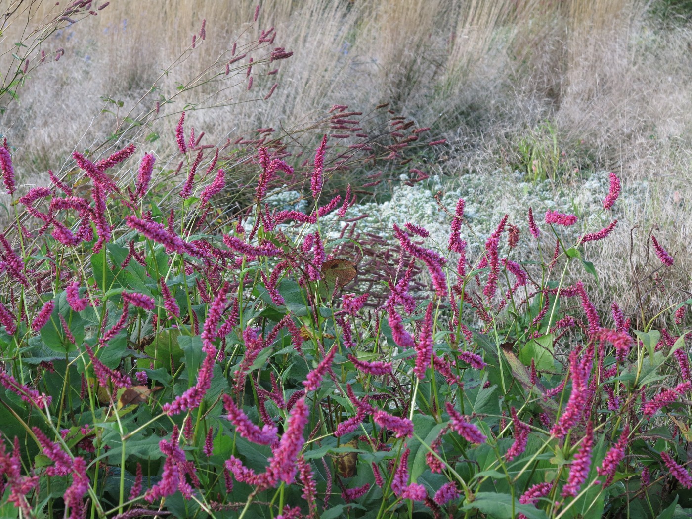 Die späte Blüte von Bistorta amplexicaulis ‚Janet‘ vor der Aster ‚Snow Flurry‘ und der gemeinen Rasen-Schmiele