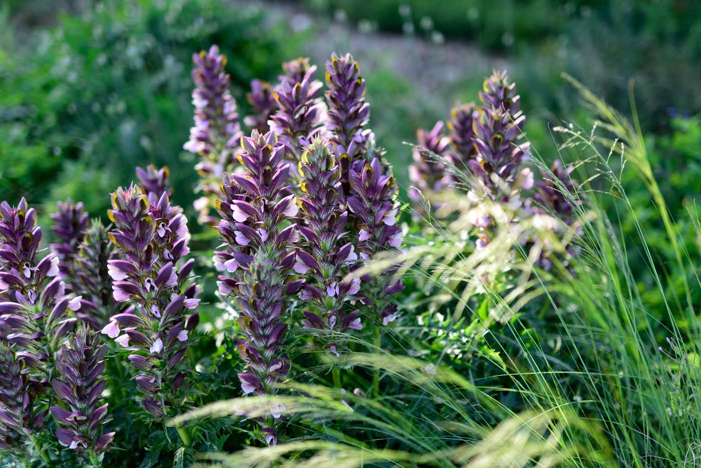 Eine Hecke aus Alpenjohannisbeere benötigt kaum einen Rückschnitt. 