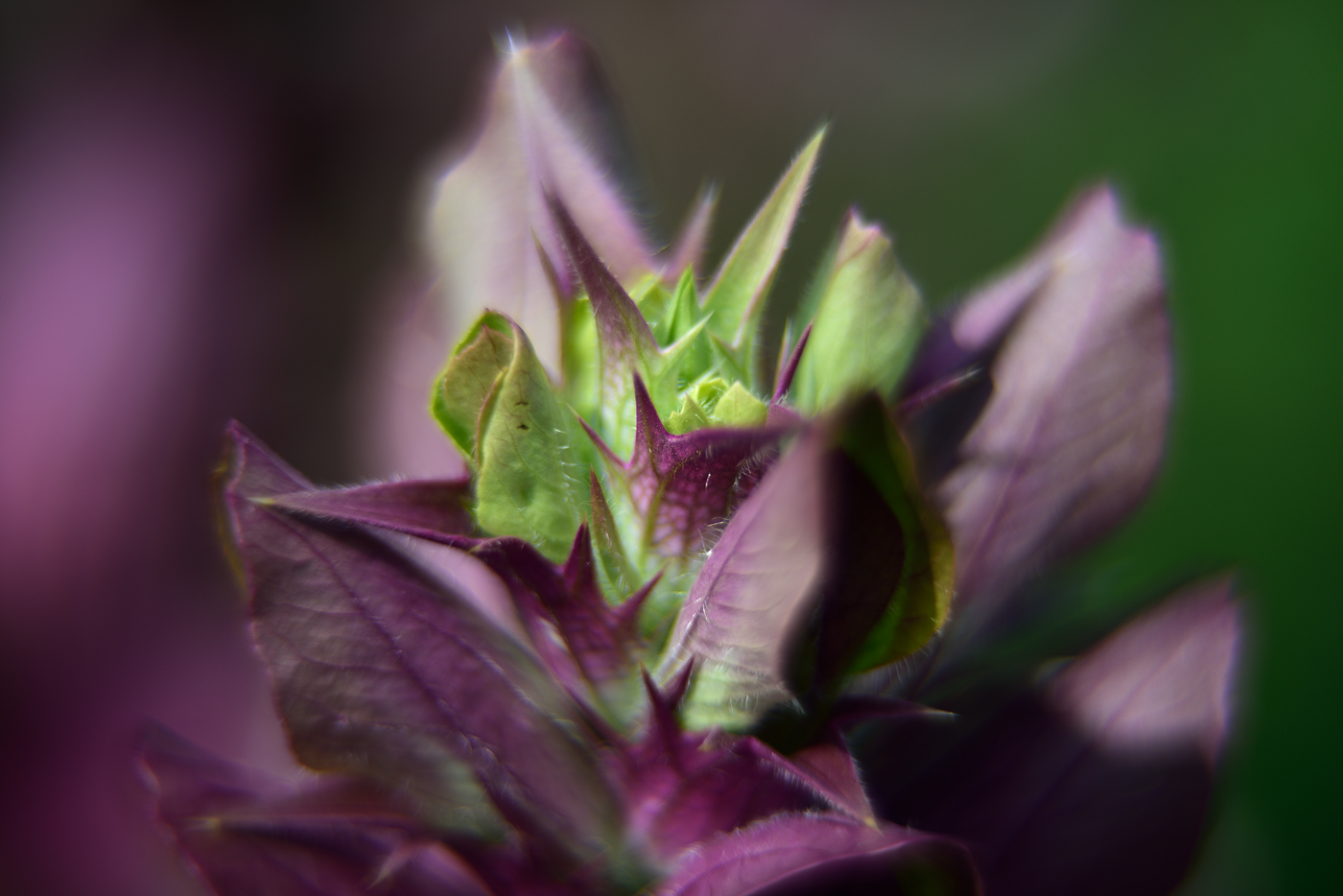 Acanthus spinosus Blütendetail Acanthus spinosus Blütendetail