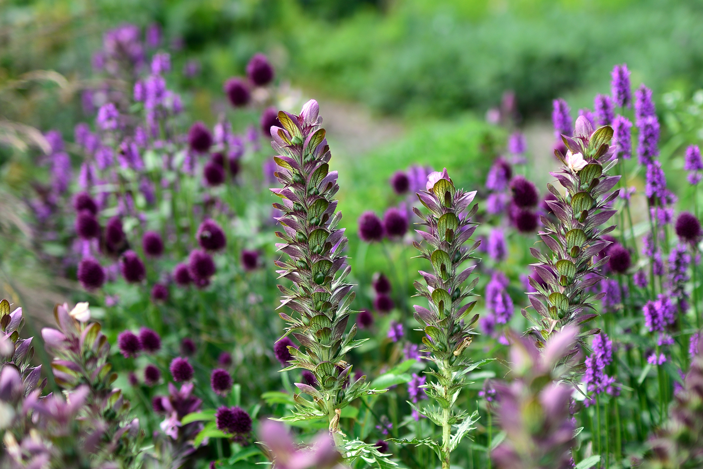 Acanthus spinosus nach der Blüte vor Allium sphaerocephalon und Stachys officinalis 'Hummelo'