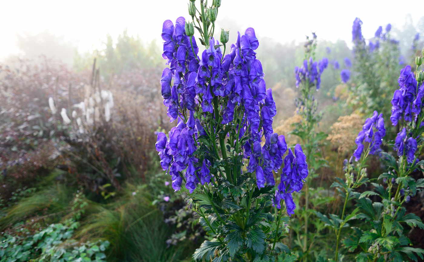 Nach der ersten Blüte ab August bilden sich am oberen Blütenstand von Aconitum carmichaelii bereits die Samenstände aus, während der untere Blütenstand dann bis in den Oktober hinein blüht.