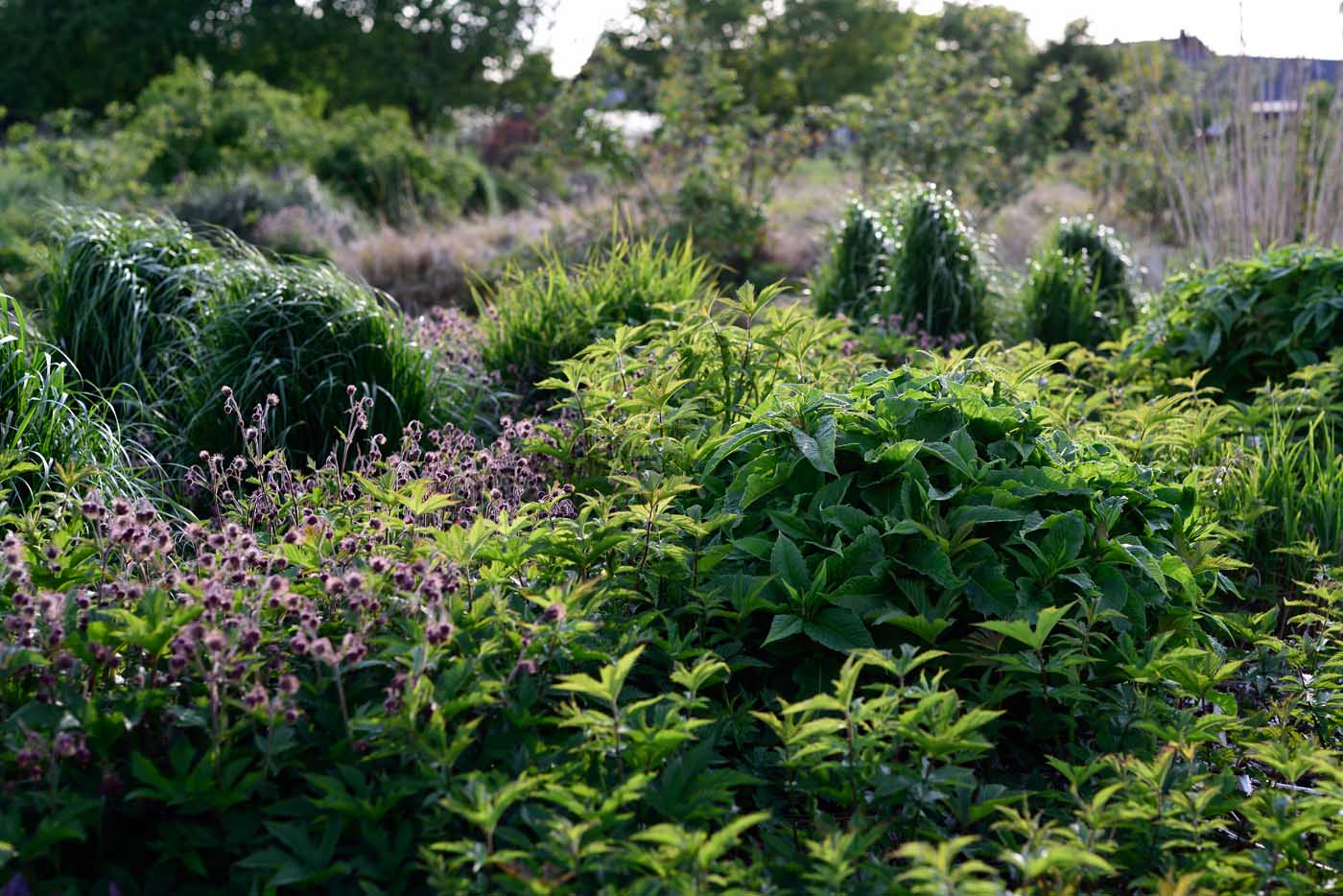 SAustrieb von Aconogonon spec. 'Johanniswolke' neben Geum rivulare, Filipendula rubra ‚Venusta Magnifica' und Calamagrostis acutiflora Karl Foerster Austrieb von Aconogonon spec. 'Johanniswolke' neben Geum rivulare, Filipendula rubra ‚Venusta Magnifica' und Calamagrostis acutiflora Karl Foerster