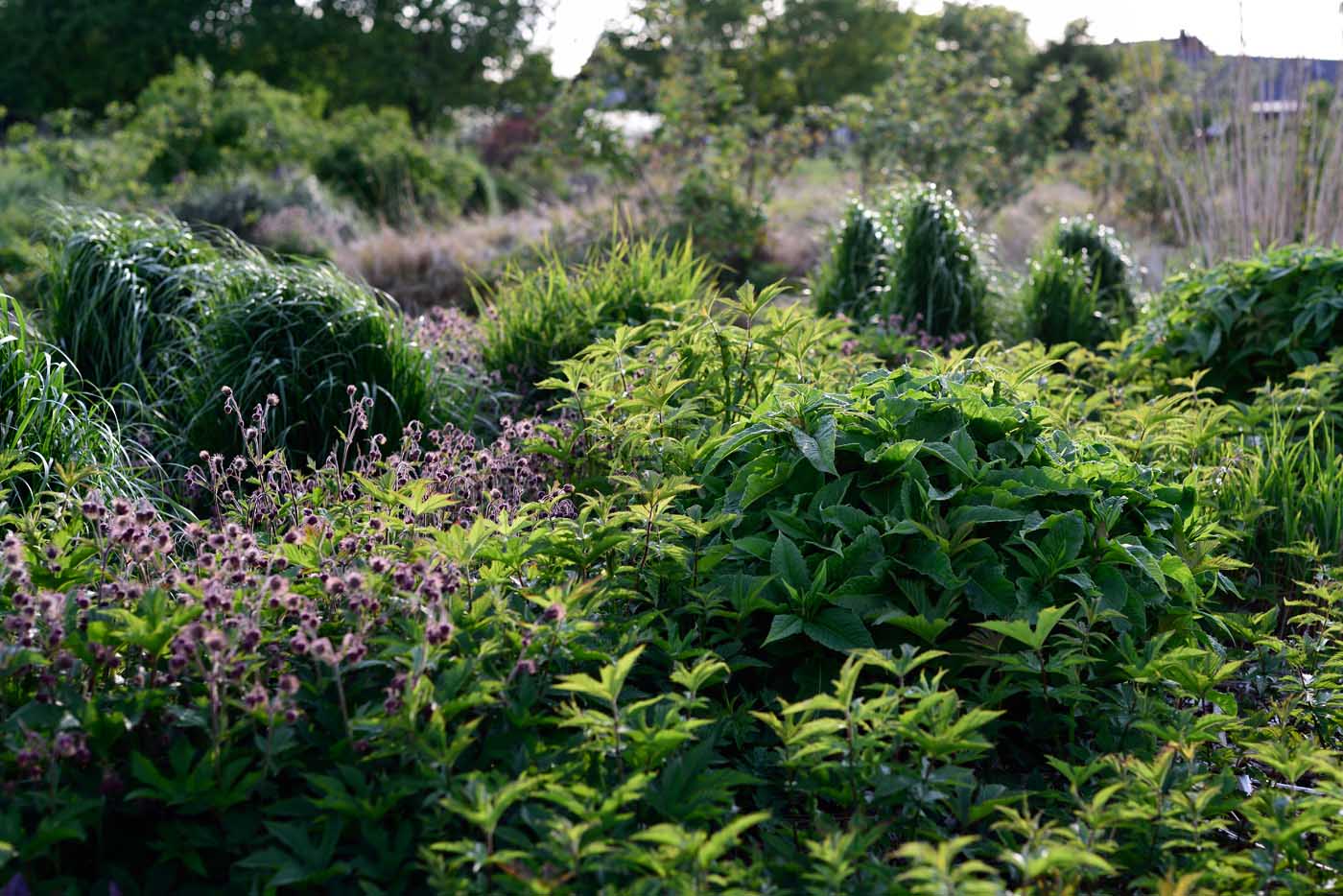 Austrieb von Aconogonon spec. 'Johanniswolke' neben Geum rivulare, Filipendula rubra ‚Venusta Magnifica' und Calamagrostis acutiflora Karl Foerster