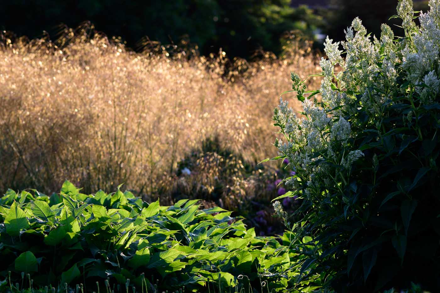 Stipa gigantea, Bistorta amplexicaulis und Aconogonon spec. Johanniswolke Stipa gigantea, Bistorta amplexicaulis und Aconogonon spec. Johanniswolke