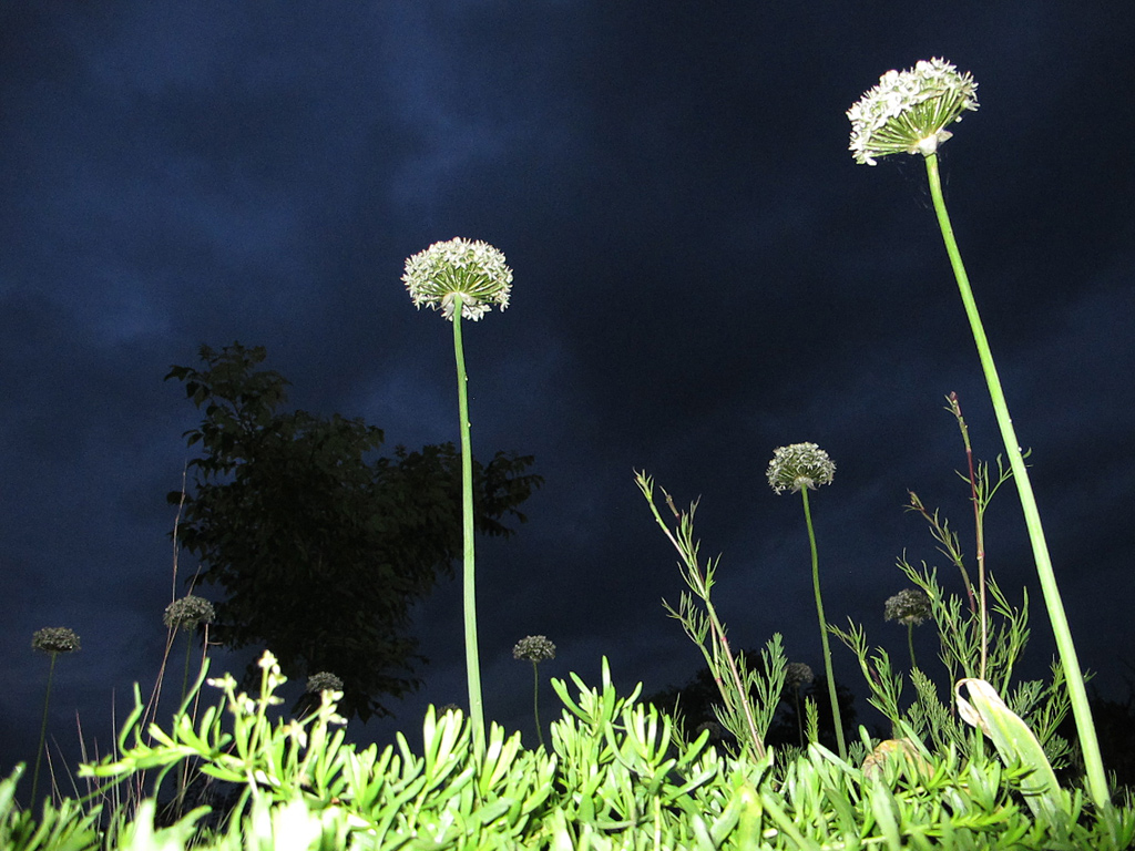 Allium nigrum aus der Froschperspektive und mit Blitzlicht fotografiert 
