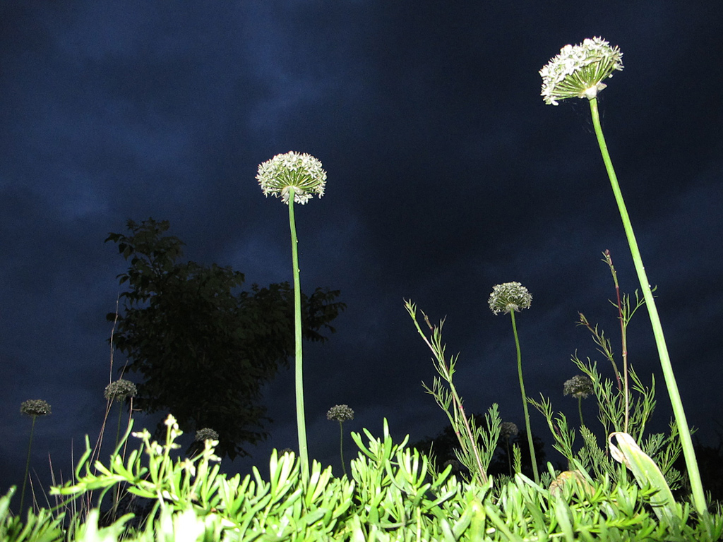 Allium nigrum aus der Froschperspektive und mit Blitzlicht fotografiert