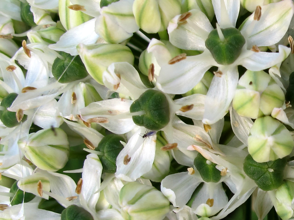 Allium nigrum Blütenstand Detail