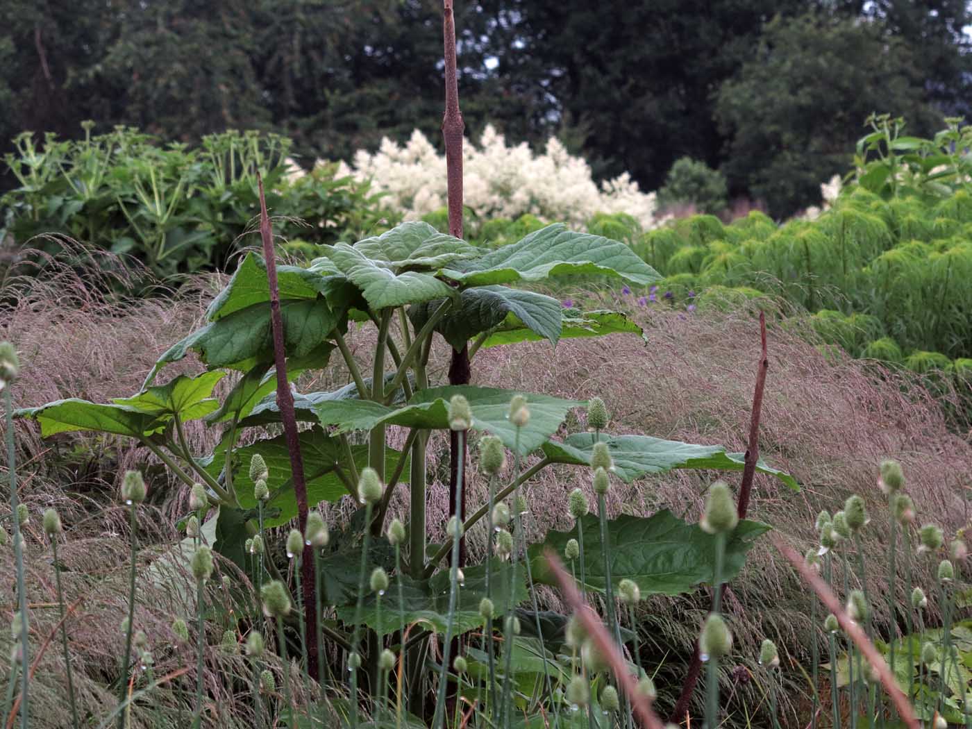 Paulownia tomentosa, Allium sphaerocephalon und Deschampsia cespitosa