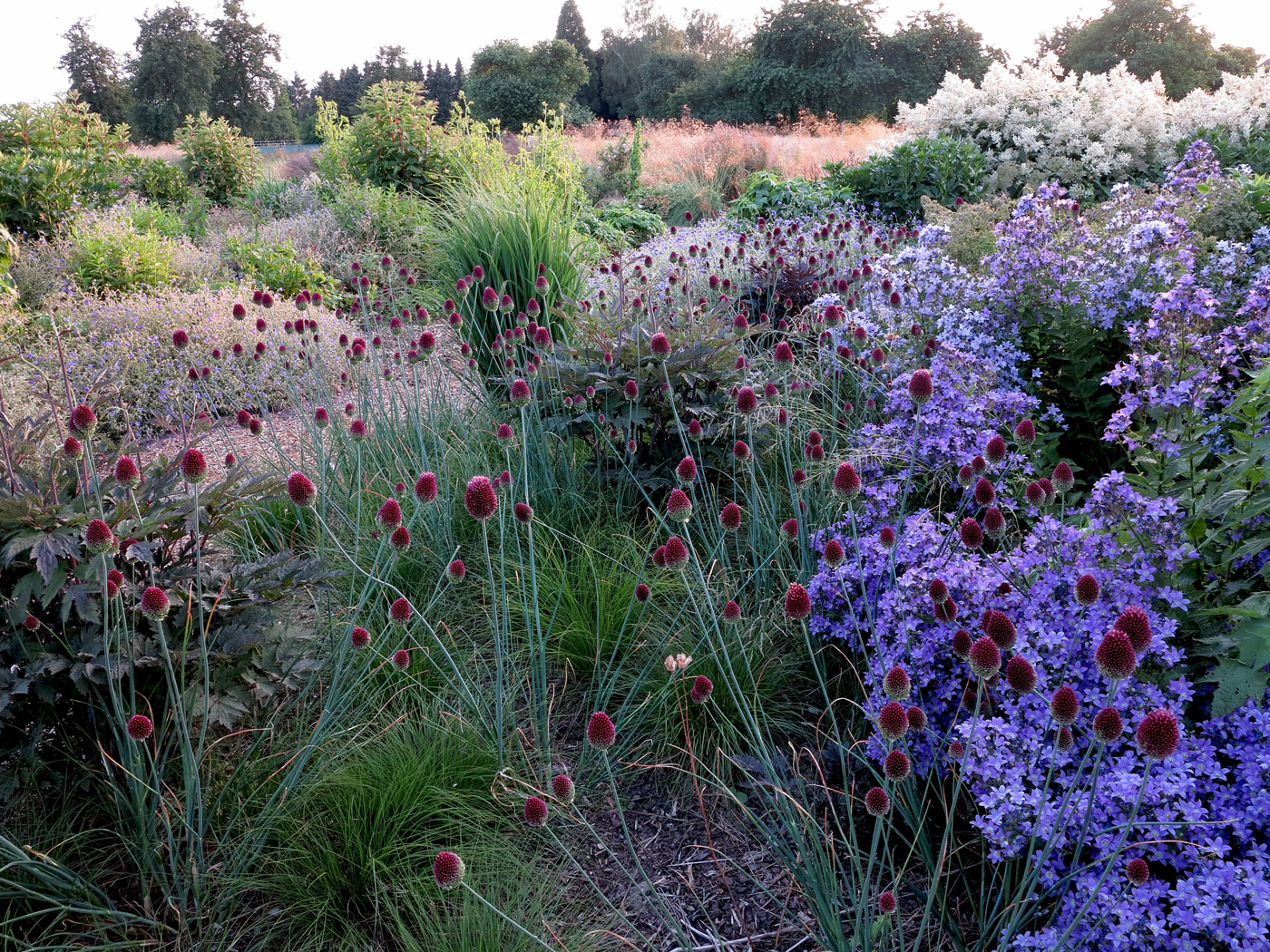 Sanguisorba hakusanensis 'Alster Luft', Aralia califonica, Filipendula rubra 'Venusta Magnifica' Winterliche Samenstände von Echinacea purpurea