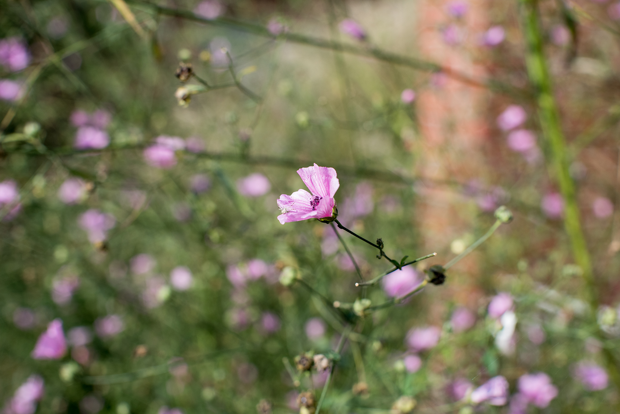 Blüte von Phaenosperma globosa und Leonurus cardiaca