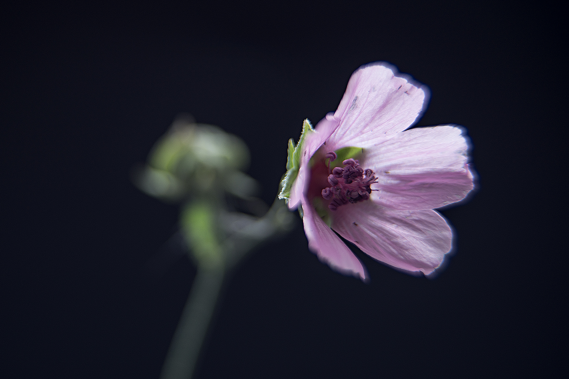 Blüte vom Hanfblättrigen Eibisch, Althaea cannabina