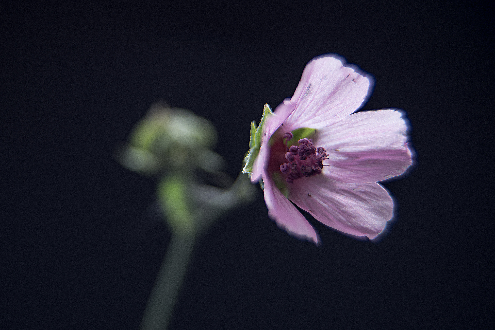 Die Hechtrose oder Rotblattrose Rosa glauca benötigt alle paar Jahre einen Verjüngungsschnitt.