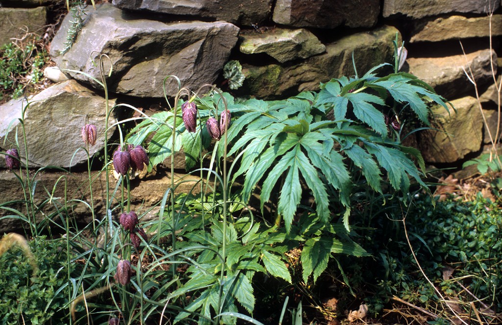 Tuff von Lunaria rediviva, Ausdauerndes Silberblatt, Mondviole