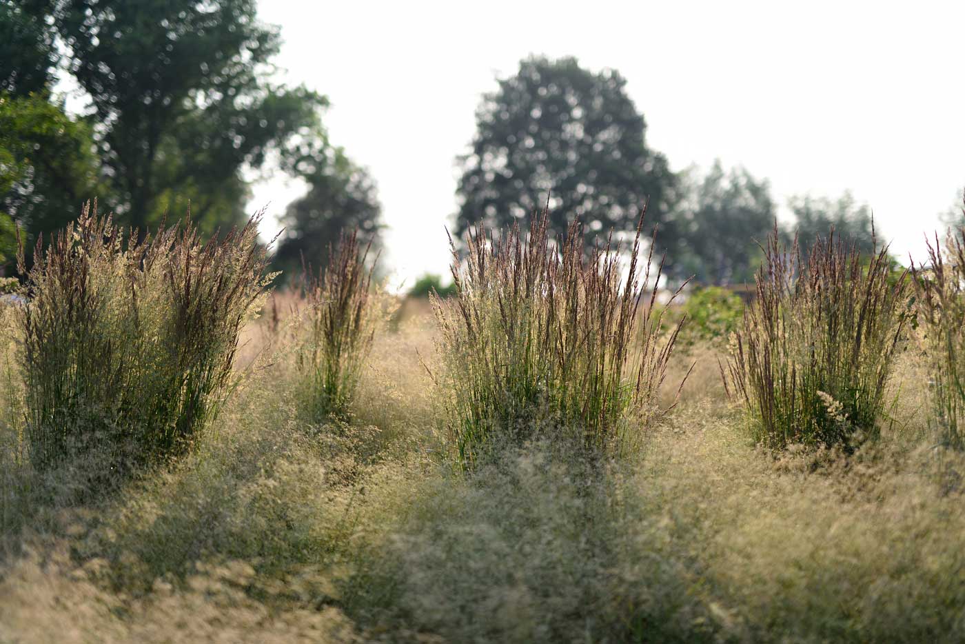 Deschampsia cespitosa und Calamagrostis acutiflora 'Karl Foerster'