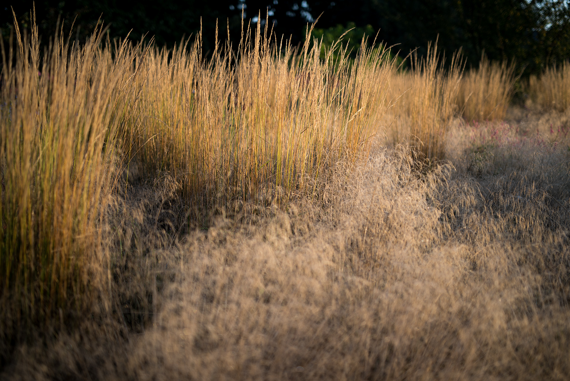 Deschampsia cespitosa und Calamagrostis acutiflora 'Karl Foerster'