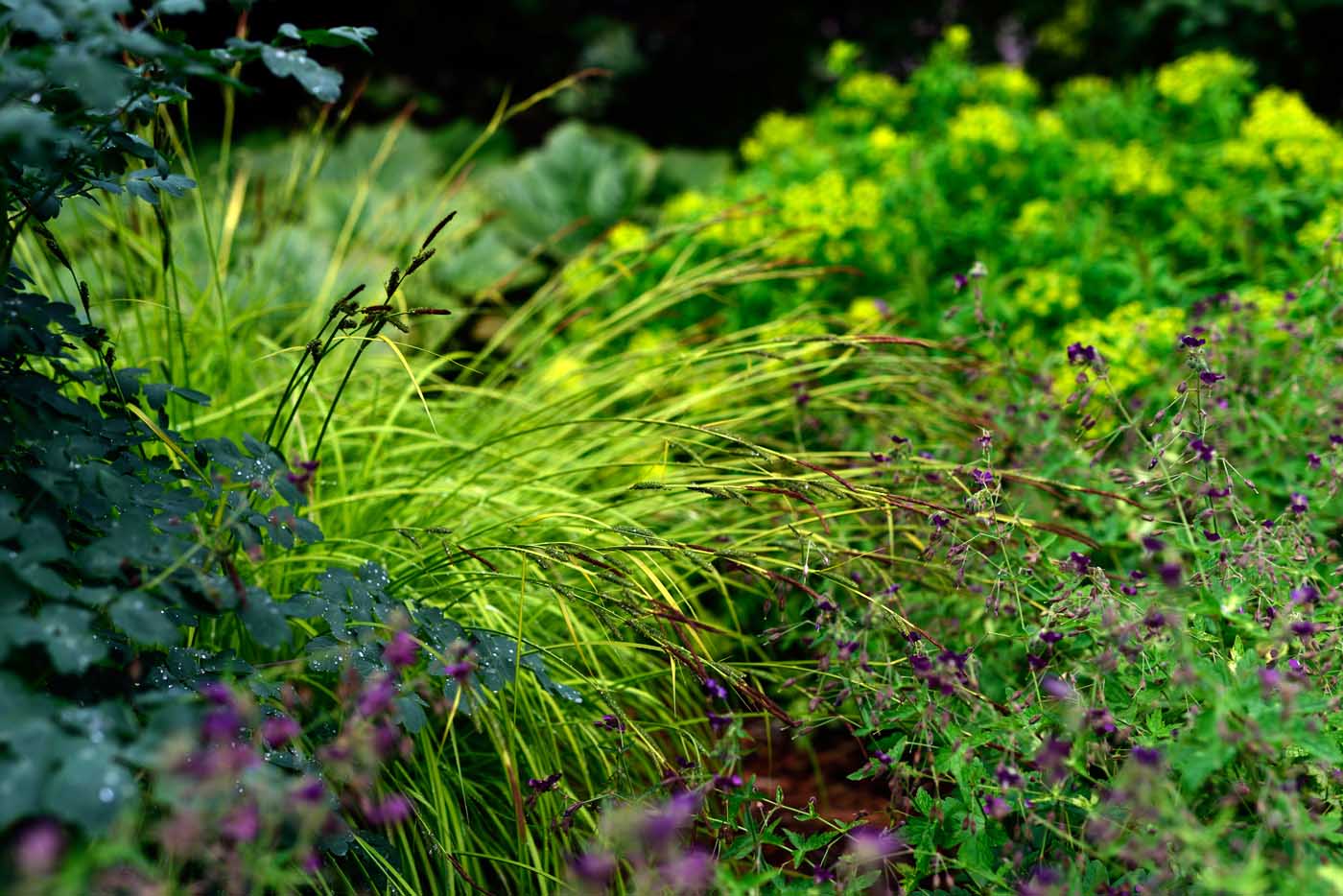 Die Blüte von Carex elata 'Bowles Golden' neigt sich im Mai bei Regen.