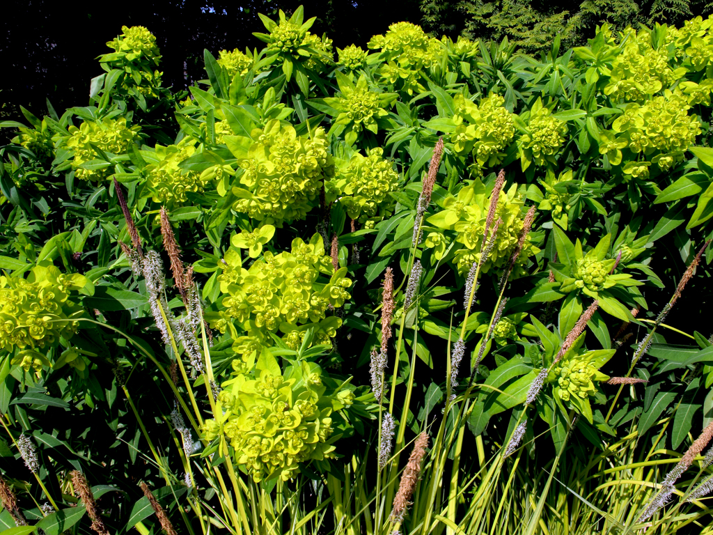 Carex elata 'Bowles Golden' mit Euphorbia palustris 'Walenburg's Glorie'