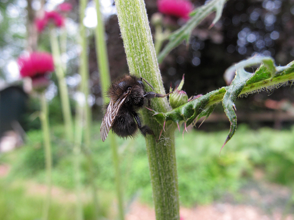 Eine Steinhummel an Cirsium rivulare 'Atropurpureum'