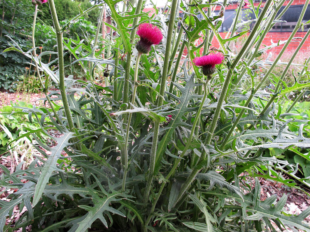 Blatthorst von Cirsium rivulare 'Atropurpureum'