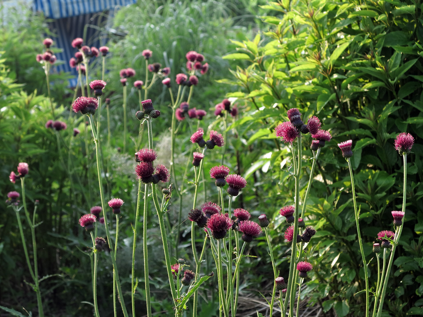 Cirsium rivulare 'Atropurpureum',