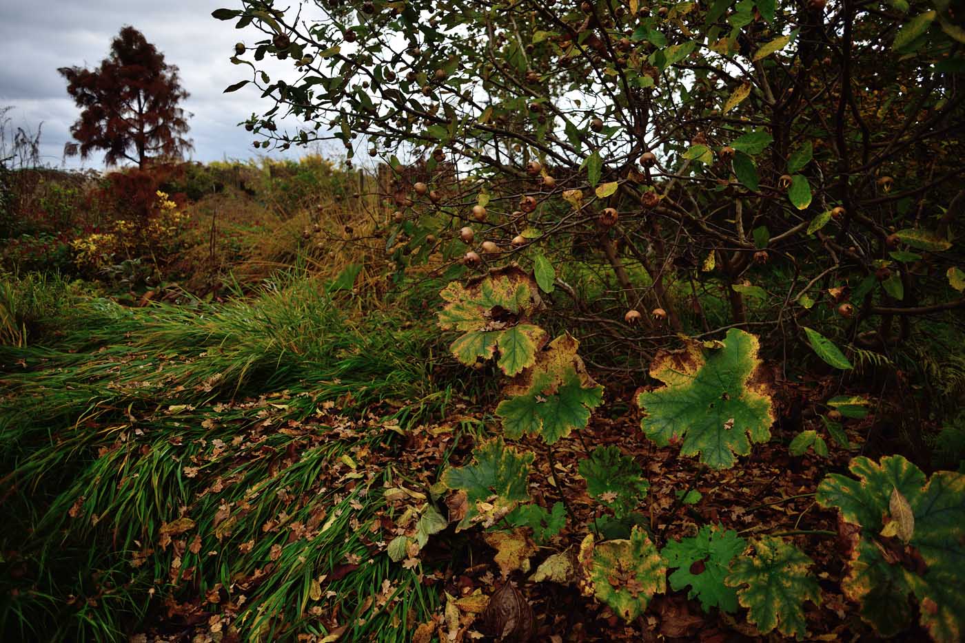 Darmera peltata im Herbst