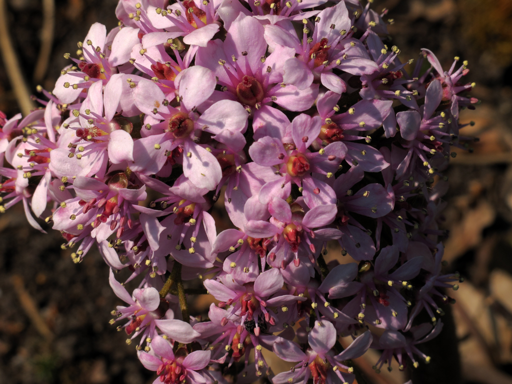 Darmera peltata Blüte