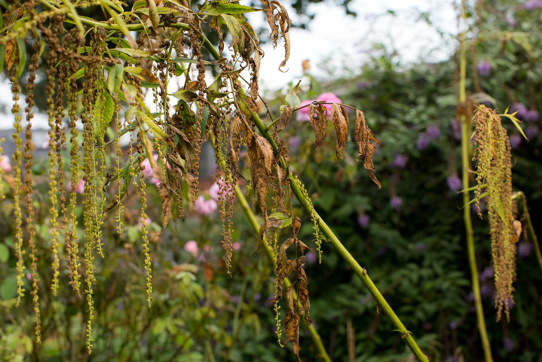 Blüte von Phaenosperma globosa und Leonurus cardiaca Blüte von Datisca cannabina im Spätsommer