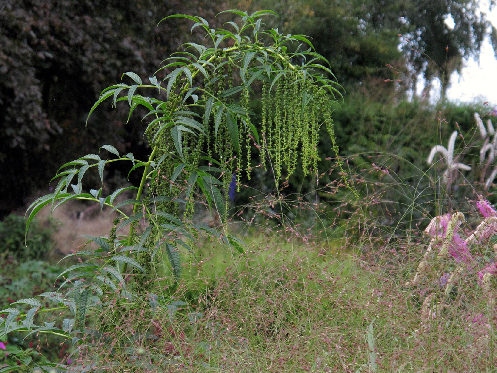 Datisca cannabina, Sanguisorba hakusanensis