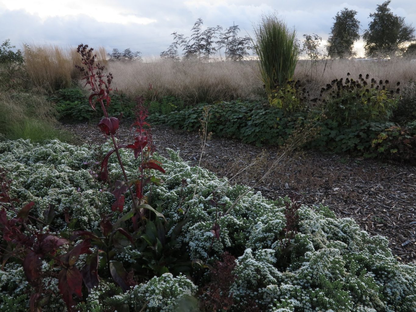 Symphyotrichum ericoides var. prostratum 'Snow Flurry', Penstemon digitalis 'Mystica' und im Hintergrund das Herbstbild von Deschampsia cespitosa Symphyotrichum ericoides var. prostratum 'Snow Flurry', Penstemon digitalis 'Mystica' und im Hintergrund das Herbstbild von Deschampsia cespitosa