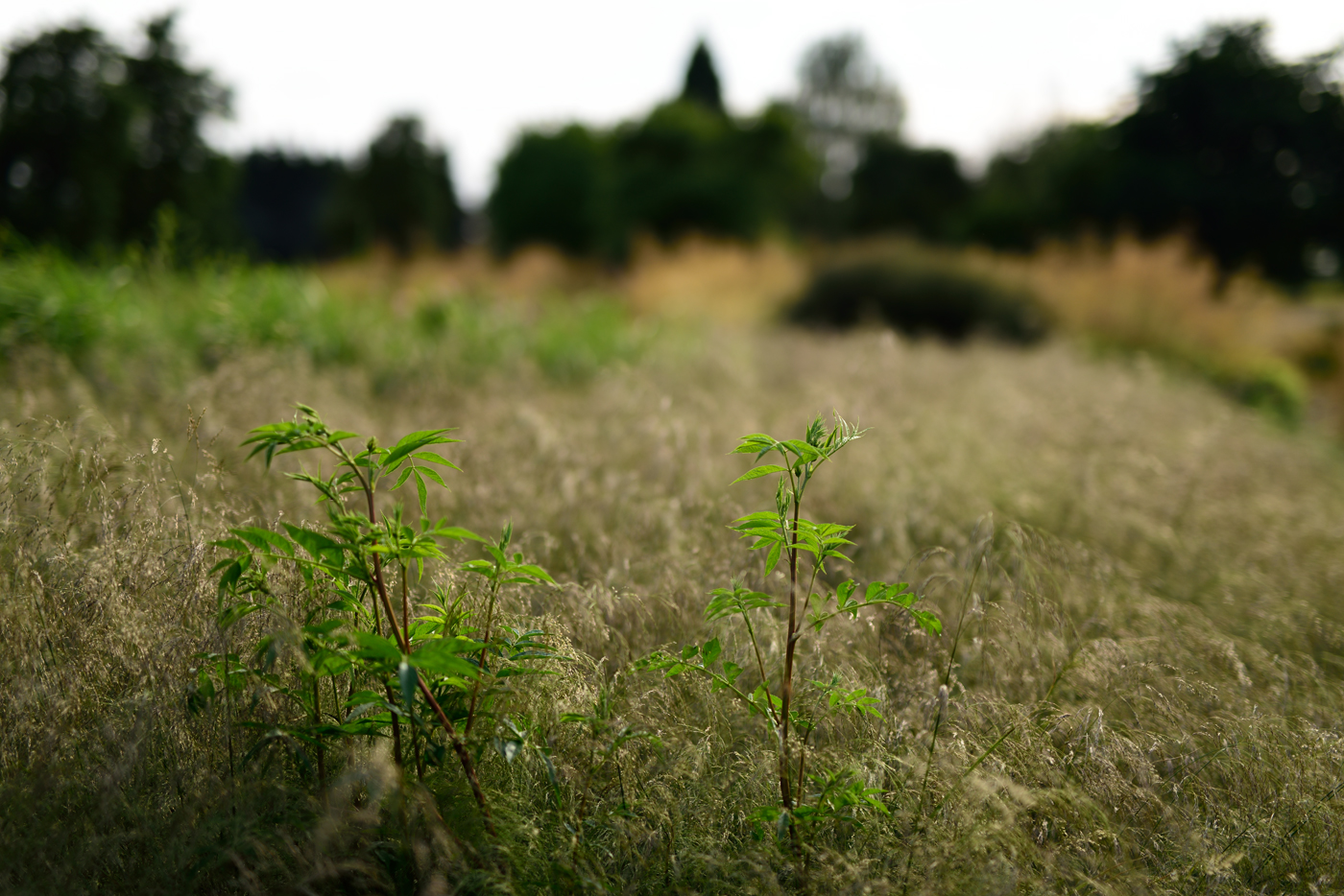 Der frische Austrieb vom Chinesischen Süßholz (Glycyrrhiza yunnanensis) in Rasen-Schmiele Der frische Austrieb vom Chinesischen Süßholz (Glycyrrhiza yunnanensis) in Rasen-Schmiele