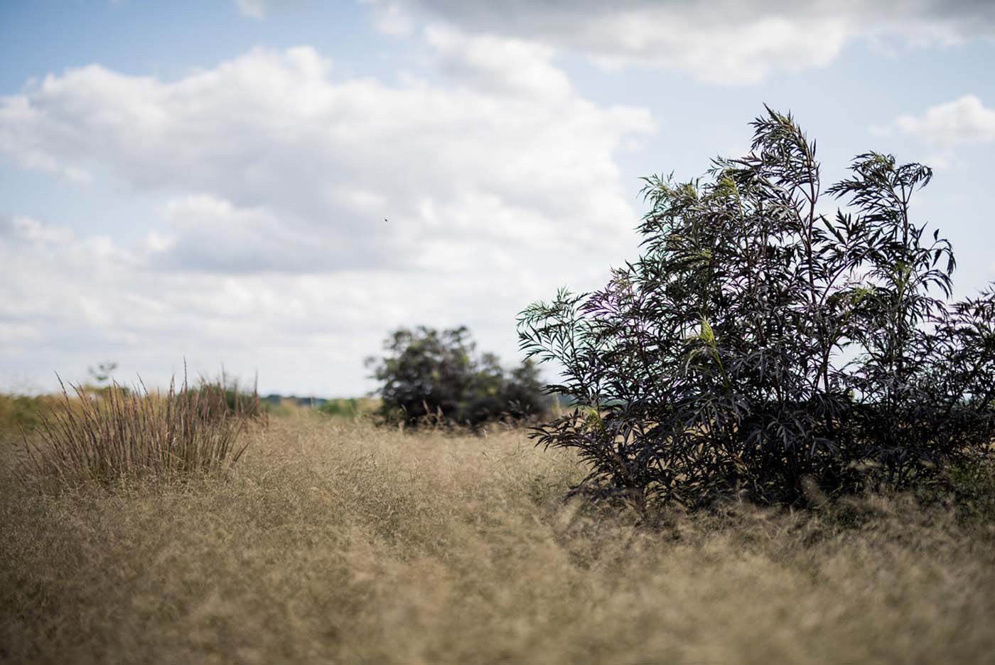 In einem anderen Jahr mit starken Niederschlägen überragt sie fast Calamagrostis acutiflora 'Karl Foerster'. In einem anderen Jahr mit starken Niederschlägen überragt sie fast Calamagrostis acutiflora 'Karl Foerster'.