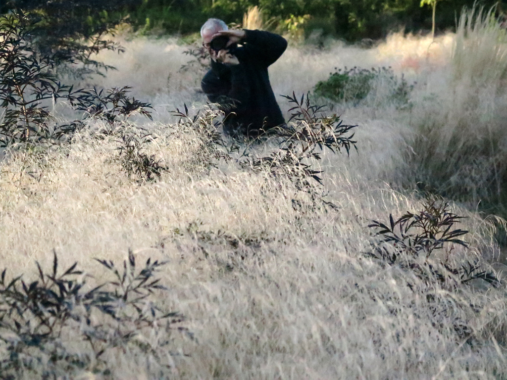 Sambucus nigra 'Black Lace' und Tuinarchitect Chris Ghyselen in Deschampsia cespitosa Sambucus nigra 'Black Lace' und Tuinarchitect Chris Ghyselen in Deschampsia cespitosa