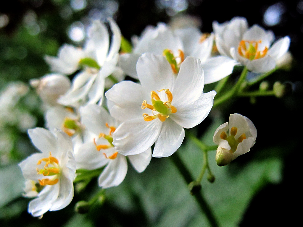 Blüten von Podophyllum cymosum