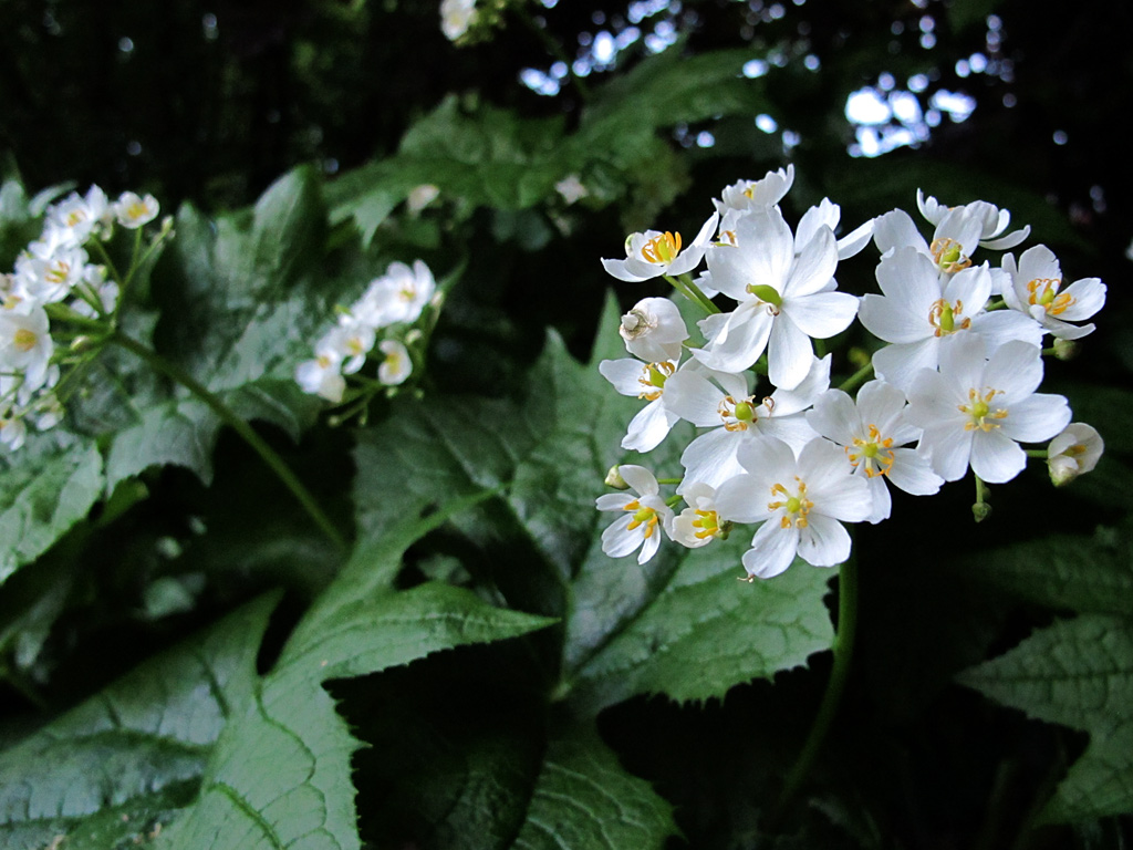 Podophyllum cymosum