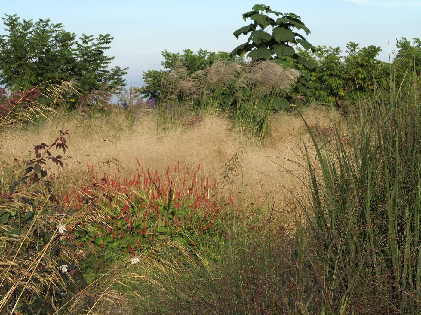 Gräsergarten: Im Uhrzeigesinn sieht man die Gräser <em>Stipa gigantea</em>,   <em>Deschampsia cespitosa</em>, <em>Miscanthus sinensis</em>, <em>Panicum virgatum</em> in den Sorten   'Northwind' und 'Rehbraun'.