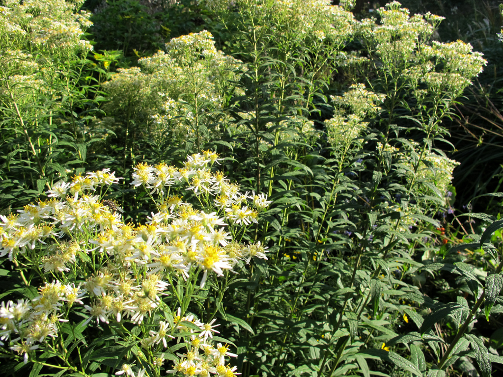 Samenstand von Doellingeria umbellata 'Weißer Schirm'