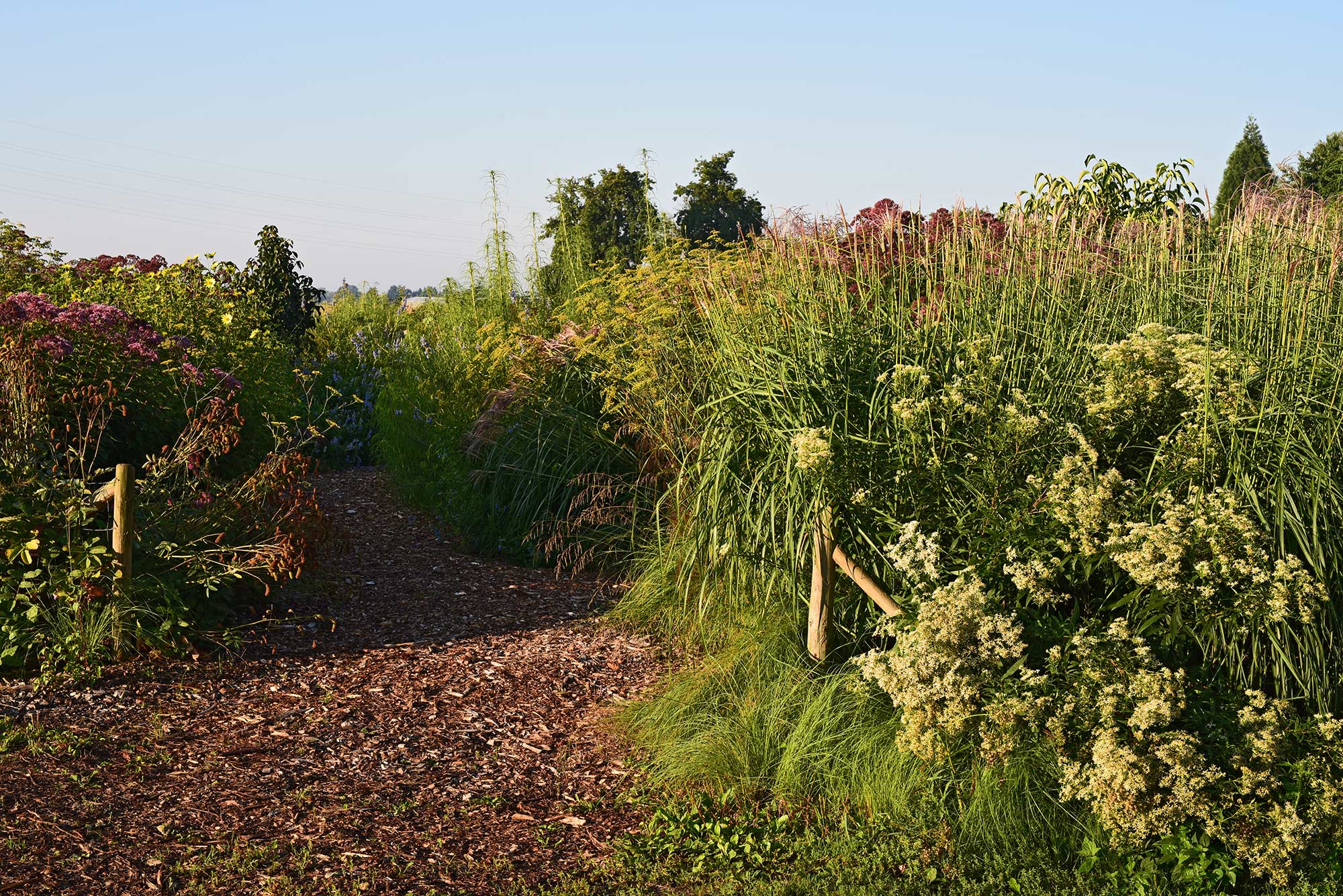 Eine Pflanzplanung in Brüggen: Doellingeria umbellata 'Weißer Schirm' mit Eragrostis curvula vor Miscanthus sinensis