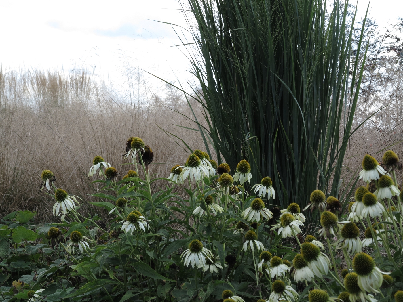 Sanguisorba hakusanensis 'Alster Luft', Aralia califonica, Filipendula rubra 'Venusta Magnifica' Echinacea purpurea 'Alba' und Panicum virgatum 'Northwind'