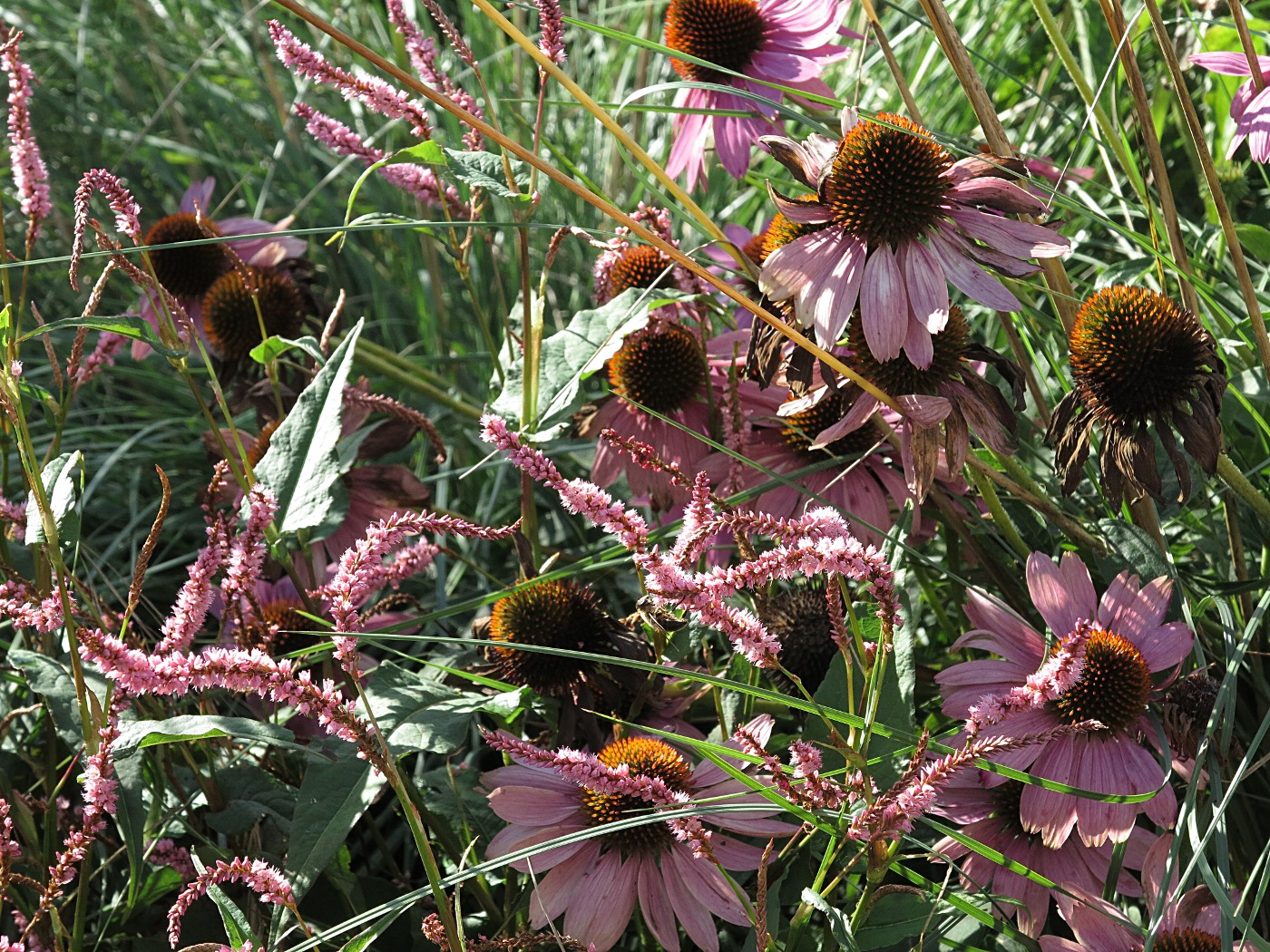 Echinacea purpurea mit Bistorta amplexicaulis 'Pink Elephant'