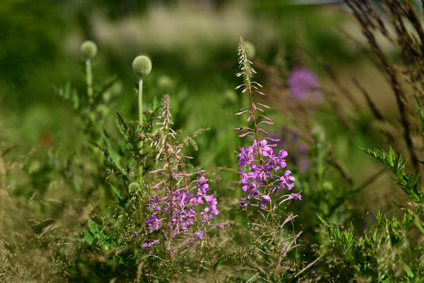 Epilobium angustifolium vor Echinops sphaerocephalus