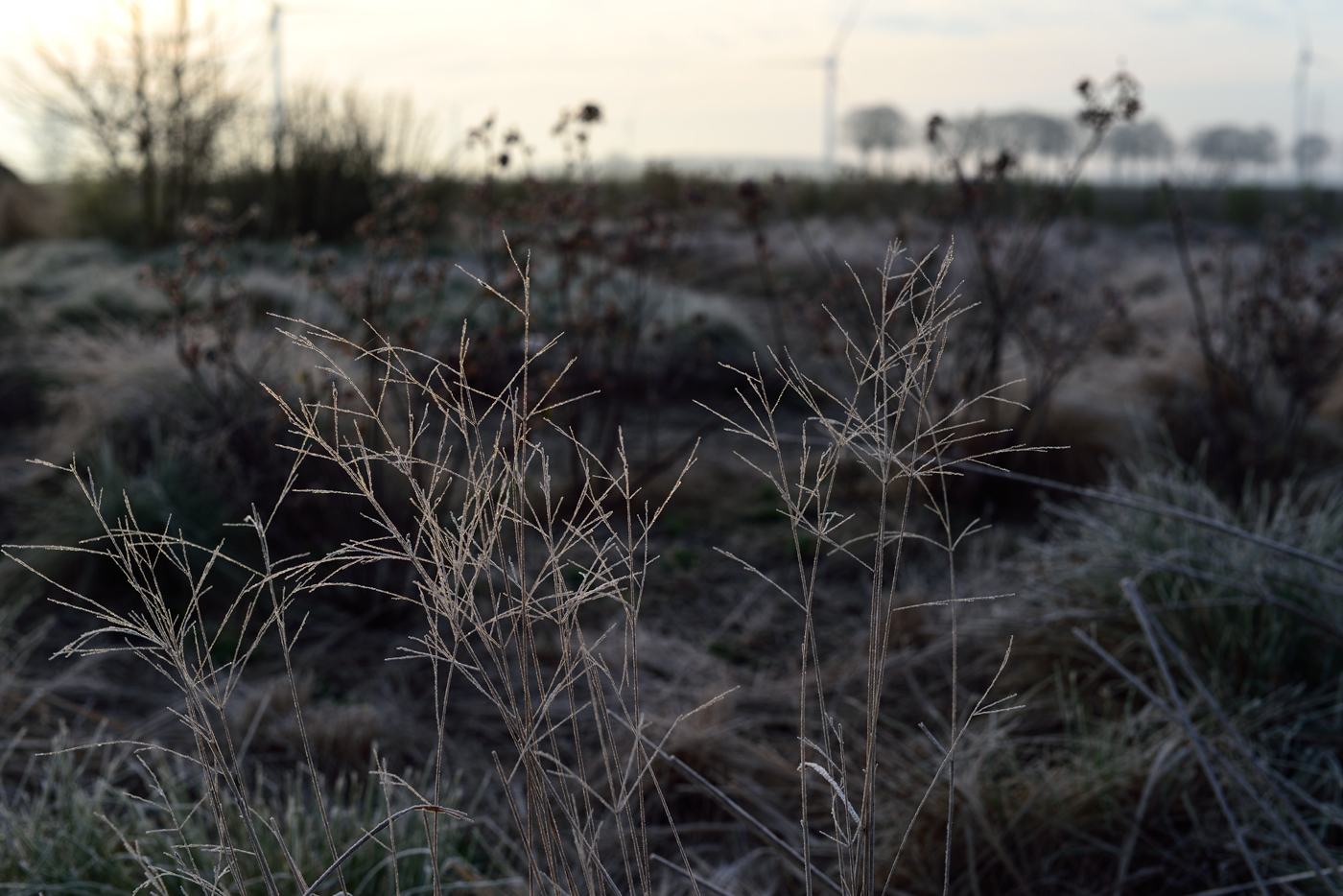 Eragrostis curvula im Winter