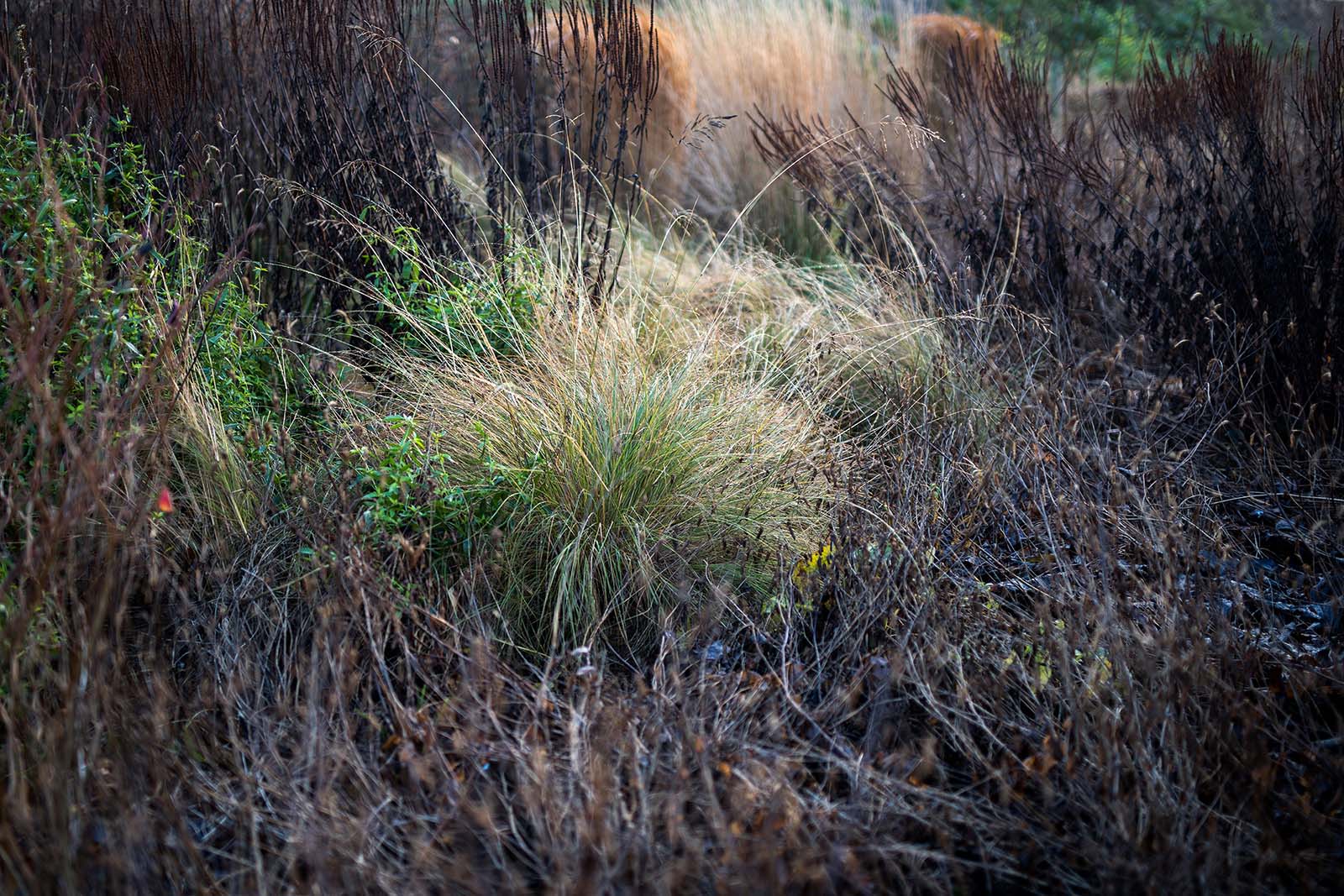 Im späten Herbst bringt Eragrostis curvula immer noch frische Farbe ins Beet.