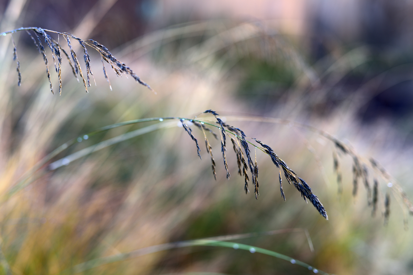 Eragrostis curvula-Detail kurz vor der Reife Eragrostis curvula-Detail kurz vor der Reife