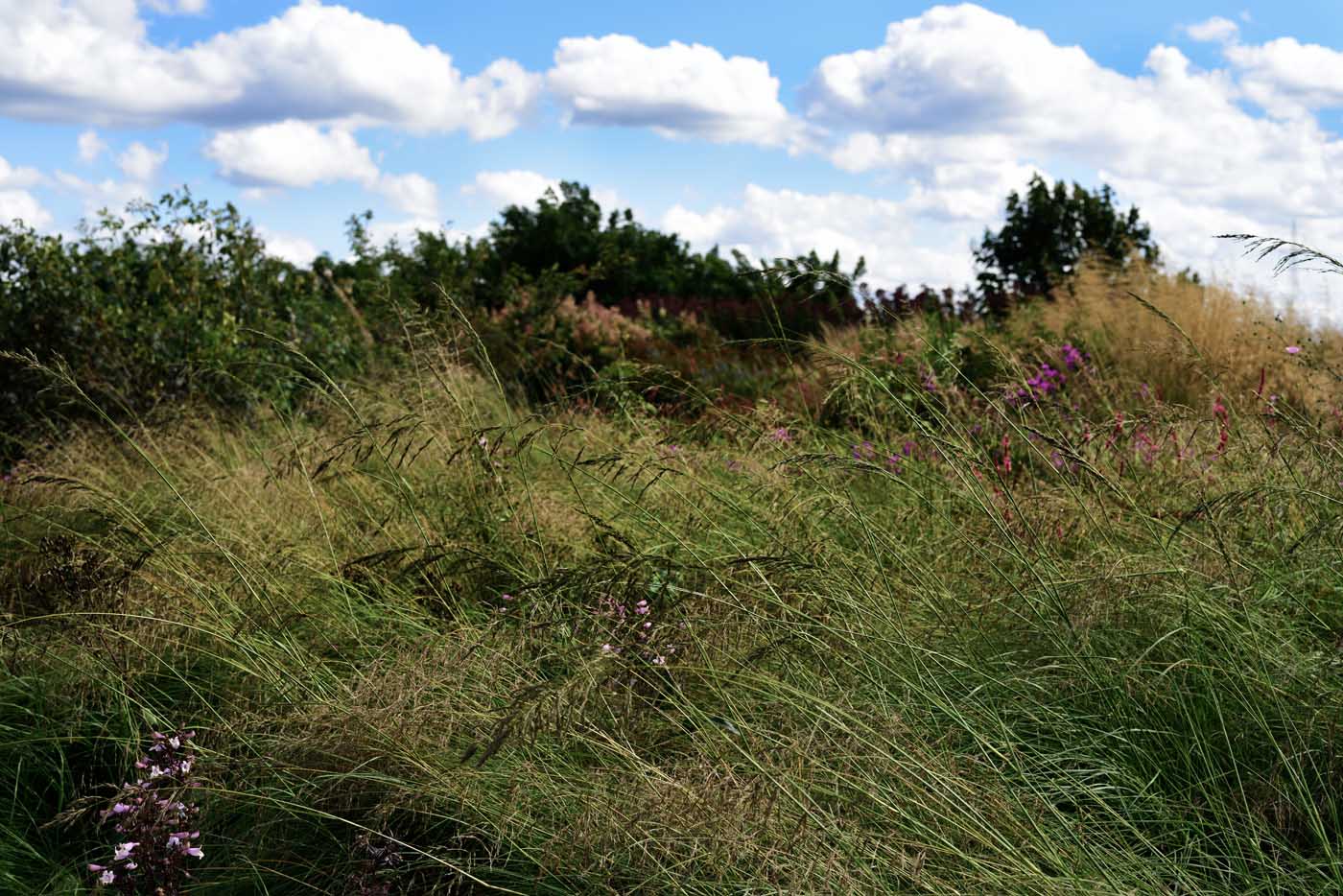 Eragrostis curvula, Schwachgekrümmtes Liebesgras und Fingerhutförmiger Bartfaden Eragrostis curvula, Schwachgekrümmtes Liebesgras und Fingerhutförmiger Bartfaden