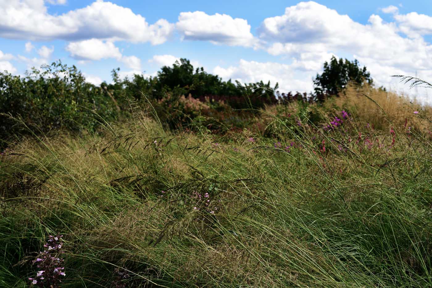 Eragrostis curvula, Schwachgekrümmtes Liebesgras und Fingerhutförmiger Bartfaden