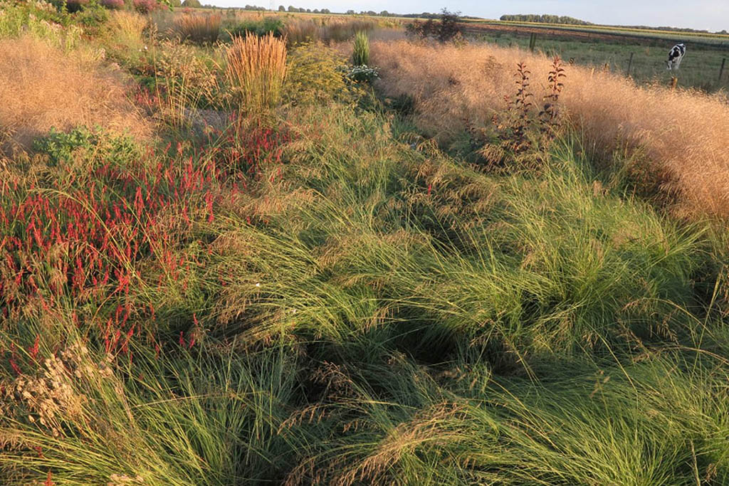 Nach dem Höhepunkt der Rasen-Schmiele kommt Eragrostis curvula erst in Fahrt. Nach dem Höhepunkt der Rasen-Schmiele kommt Eragrostis curvula erst in Fahrt.